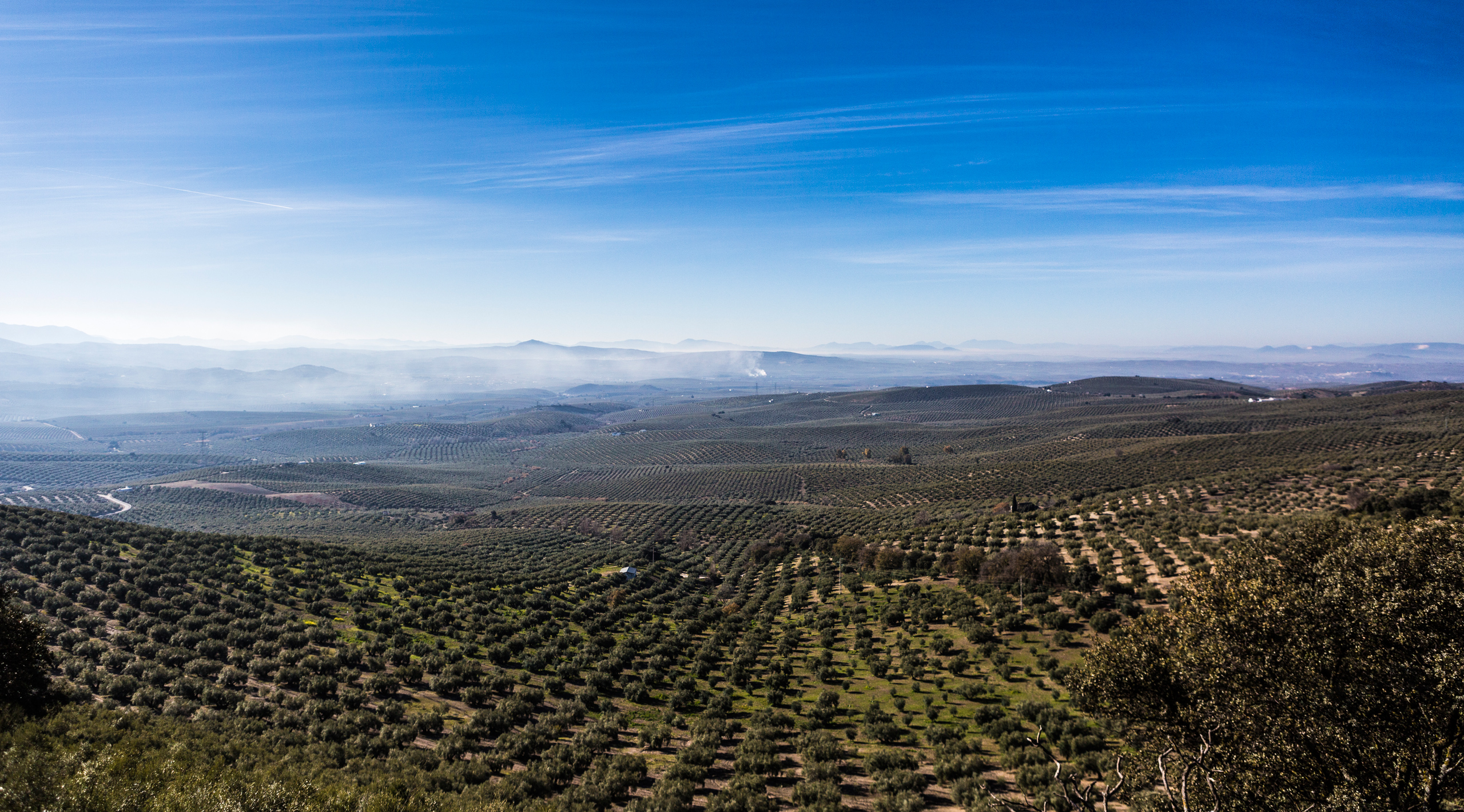 Panorámica campos de olivos en Nueva Carteya
